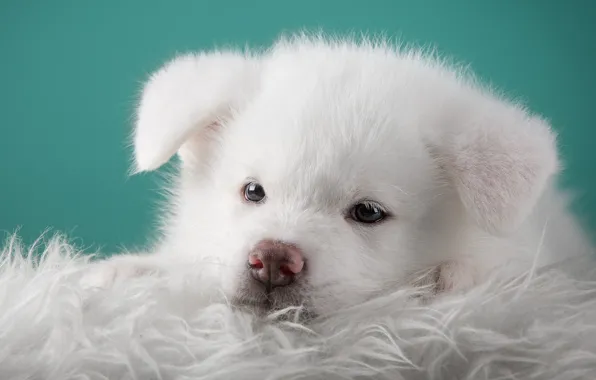 White, portrait, muzzle, puppy, Japanese, Akita