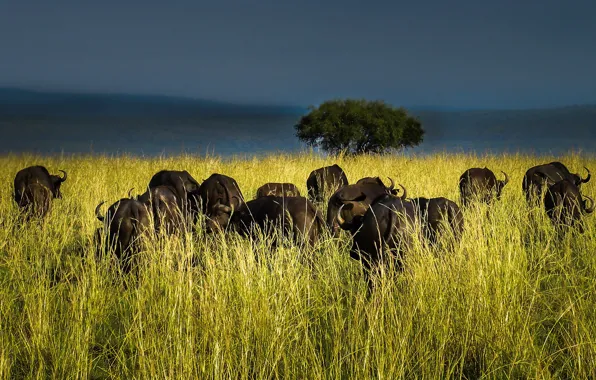 Savannah, Africa, Wildebeest