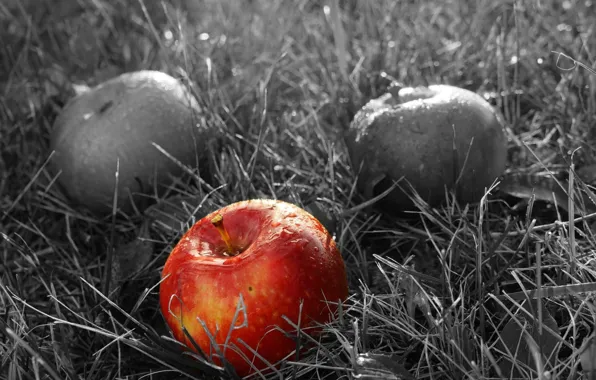 Apple, red, fruit