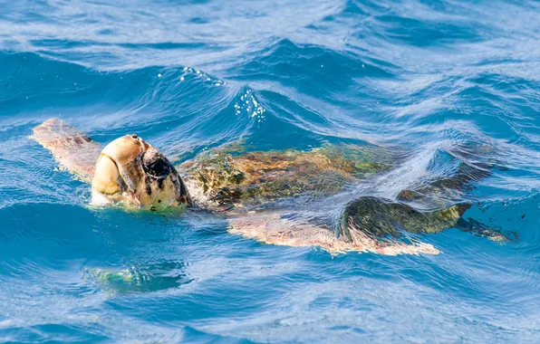 BACKGROUND, WATER, RUFFLE, TURTLE, FINS, HEAD