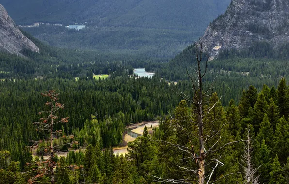 Forest, trees, mountains, river, valley, Canada, Albert, Banff National Park