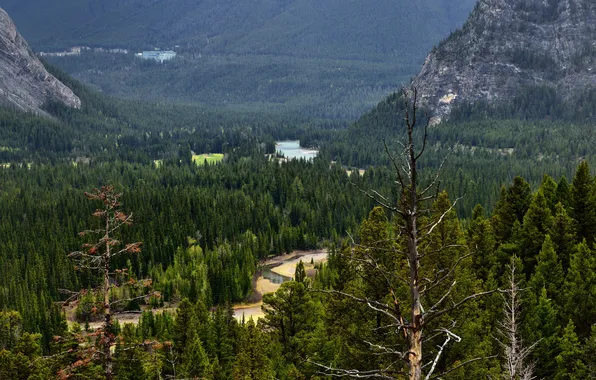 Picture forest, trees, mountains, river, valley, Canada, Albert, Banff National Park