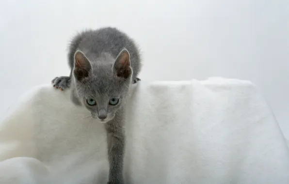 Look, kitty, smoky, blue-eyed
