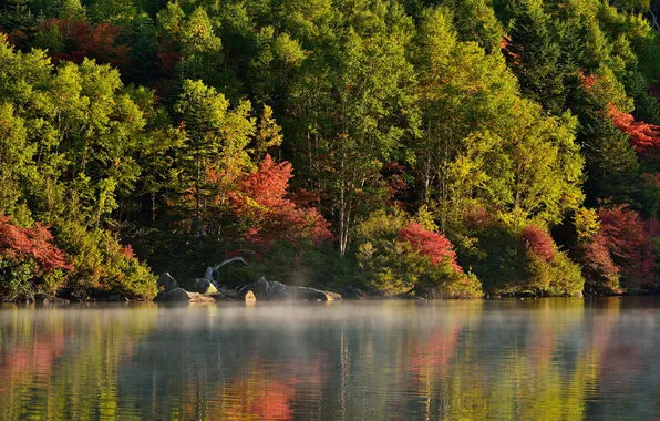 Picture autumn, forest, trees, fog, river, morning