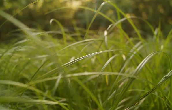 Grass, macro, blur