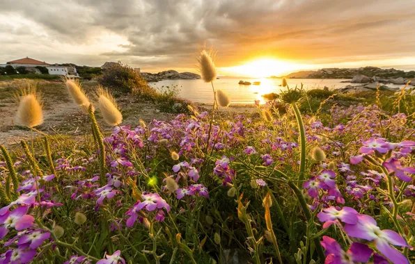 Sunset, flowers, coast, Bay