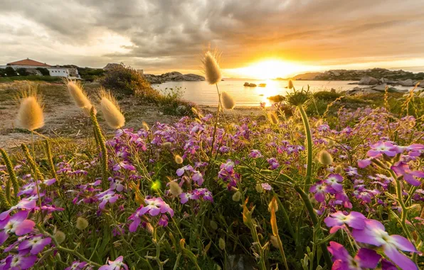 Picture sunset, flowers, coast, Bay