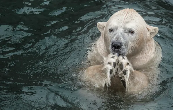 Look, face, water, pose, paws, bear, bathing, polar bear