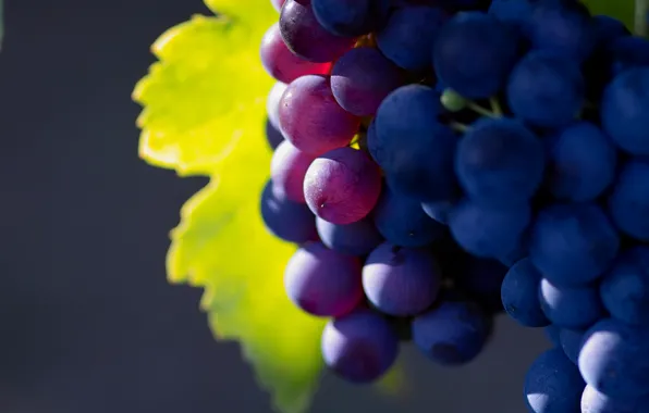 Picture nature, fruit, a great solution, grape, grapes macro photo, fruit