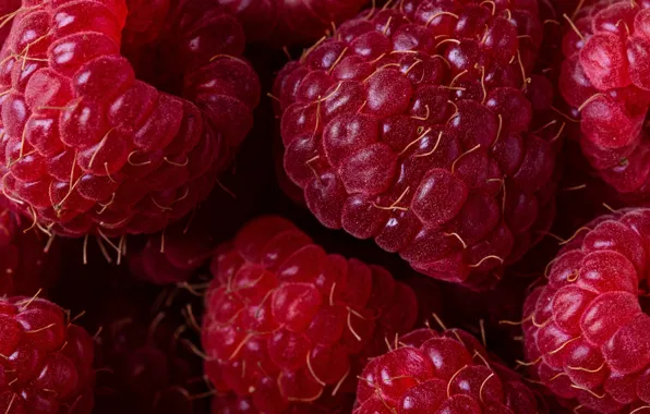 Macro, berries, raspberry, a lot, ripe
