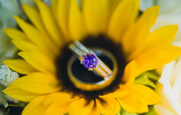Picture stone, sunflower, yellow, petals, ring