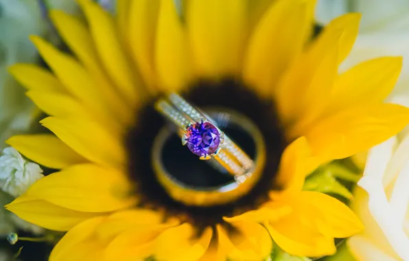 Stone, sunflower, yellow, petals, ring