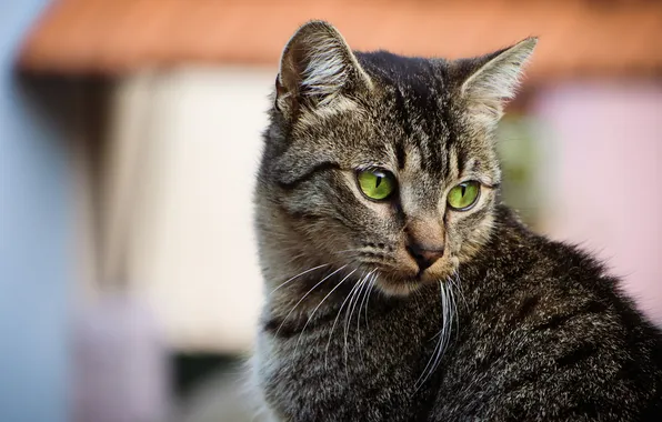 Cat, cat, mustache, look, kitty, grey, portrait, face