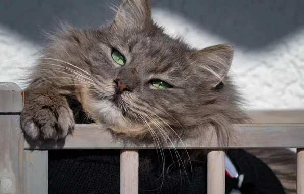Cat, muzzle, cat
