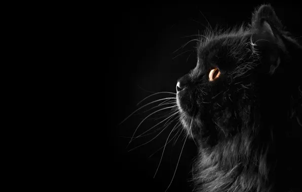 Cat, cat, mustache, background, black, profile, Persian