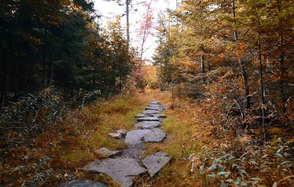 Autumn, forest, trail, path