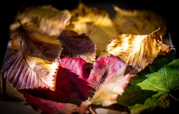 Autumn, leaves, fallen leaves