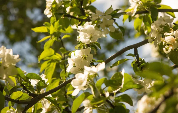 Greens, macro, light, flowers, branches, foliage, spring, white