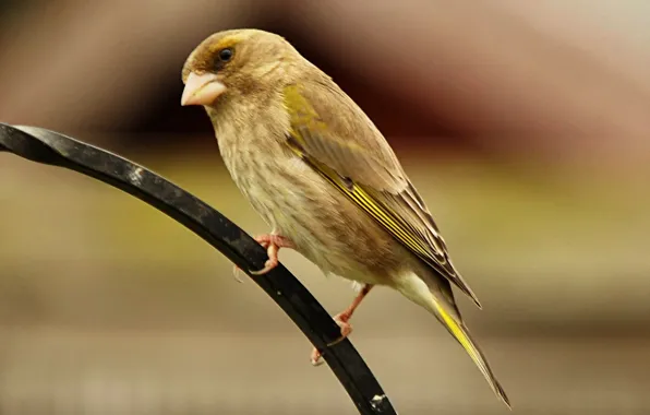 Bird, beak, tail, female, common zelenushka