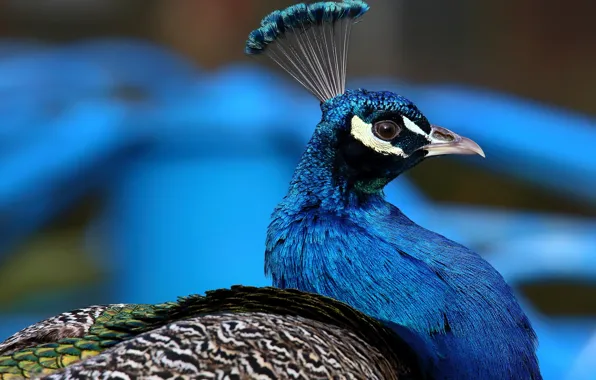 Picture close-up, blue, blue, bird, portrait, profile, peacock, handsome