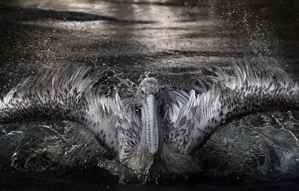 Water, squirt, bird, Pelican