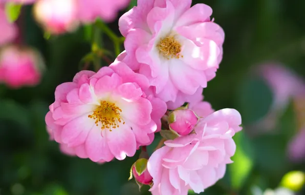 Macro, roses, petals, pink, trio, buds, bokeh