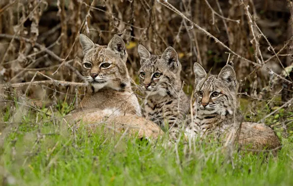 Picture grass, branches, kittens, lynx, wild cat, cubs