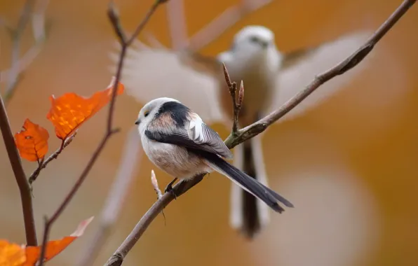 Autumn, leaves, branches, bird, bokeh, tit, long-tailed tit