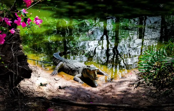 Park, crocodile, Vietnam
