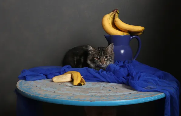 Cat, look, pose, the dark background, kitty, table, grey, bananas
