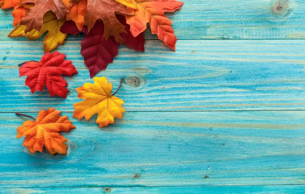 Autumn, leaves, Board, maple