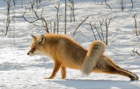 Nature, animal, gymnastics, yoga, Fox, fox, animals, nature