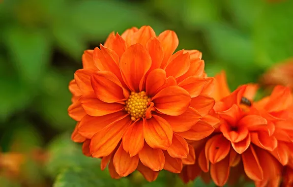 Summer, flowers, bright, garden, orange, buds, green background, dahlias