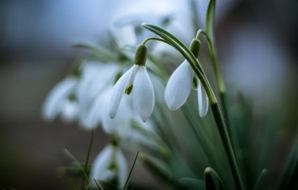Picture flowers, spring, snowdrops