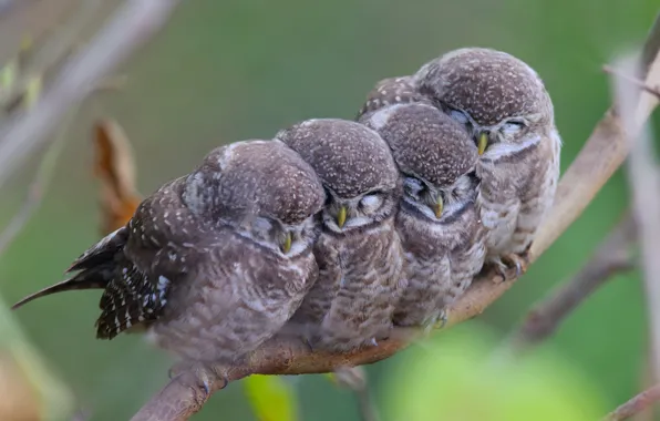 Birds, branch, owls, mom, family, kids, spotted owl