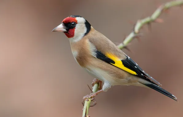 Branches, bird, black-headed goldfinch