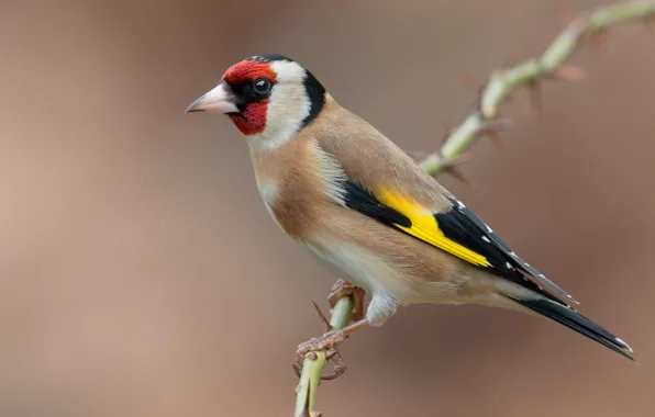 Birds, branch, black-headed goldfinch
