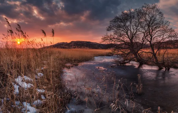 Picture sunset, river, tree, reed
