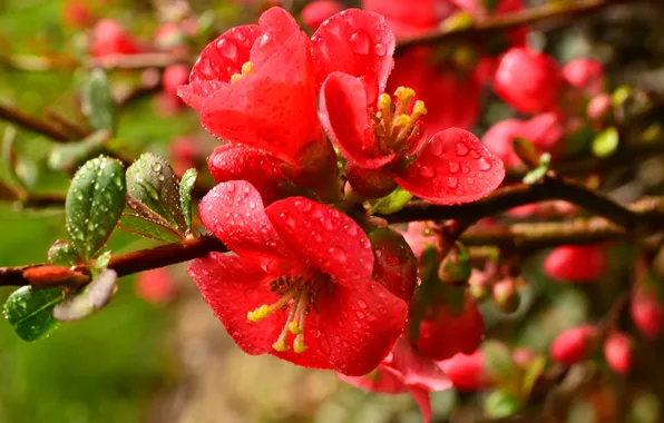 Drops, flowers, Rosa, branch, petals