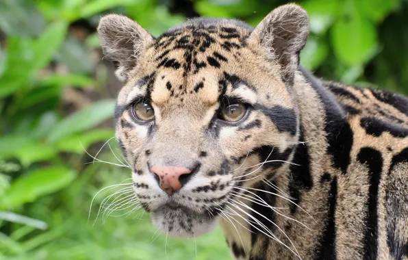 Face, predator, clouded leopard