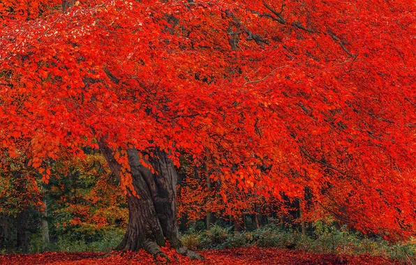 Autumn, tree, foliage, crown