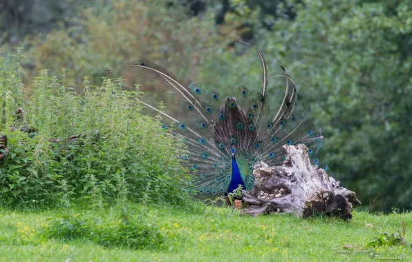 Bird, feathers, tail, peacock, demonstration