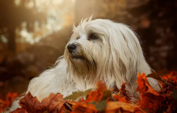 Picture autumn, look, each, dog