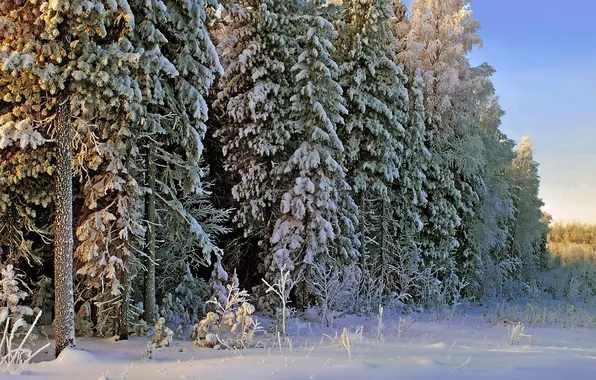 Winter, forest, snow, landscape