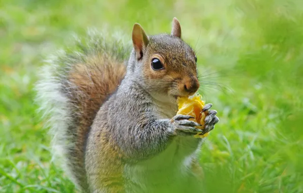 Look, portrait, protein, tail, grey, green background, lunch, meal