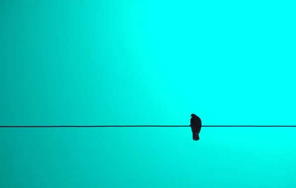 Sky, Blue, Bird, Minimalism, Wire