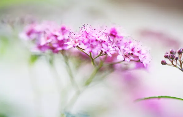 Picture macro, flowers, blur