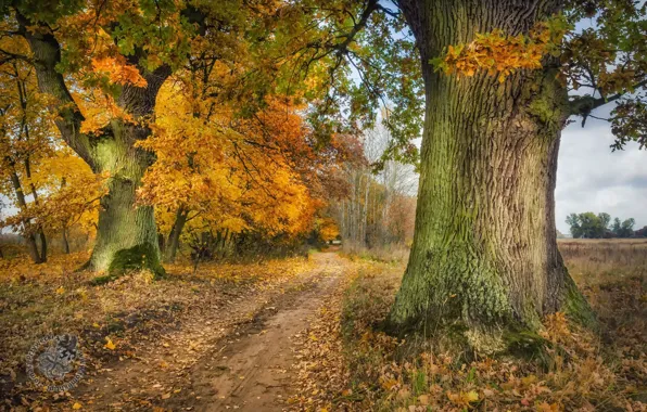 Picture road, trees, autumn