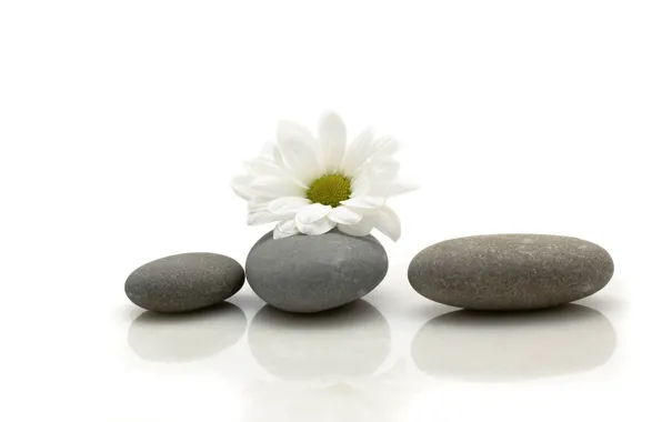 Picture flower, stones, Daisy