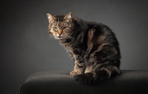 Cat, striped, angry